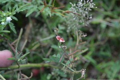Indigofera colutea